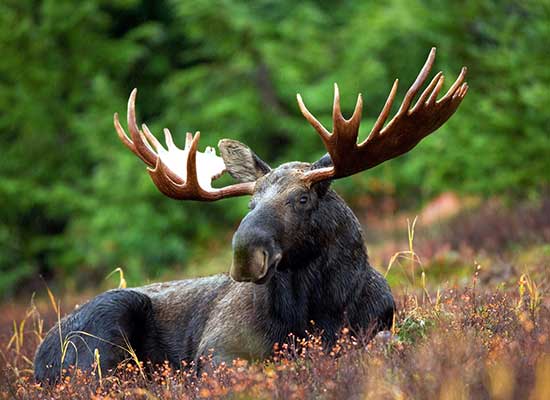 Healthy Lifestyle Tips